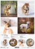 Schronisko w Korabiewicach, fotografie zwierząt, psy, Joanna Laskowska*Shelter in Korabiewice, animal photography, dogs, Joanna Laskowska*Tierheim in Korabiewice, Tierfotografie, Hunde, Joanna Laskowska*Refugio en Korabiewice, fotografía de animales, perr